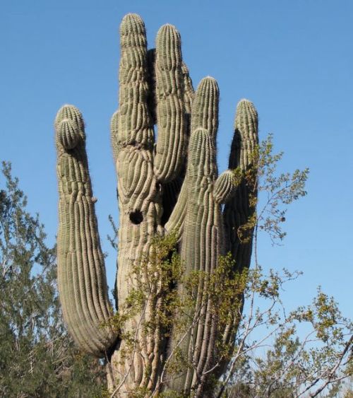 nest hole in saguaro cacti