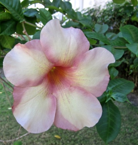 jamaica flowers
