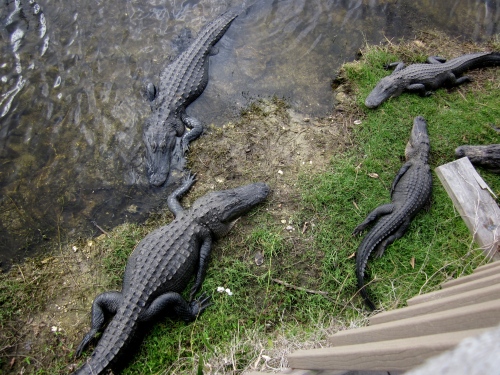 four alligators in the florida keys