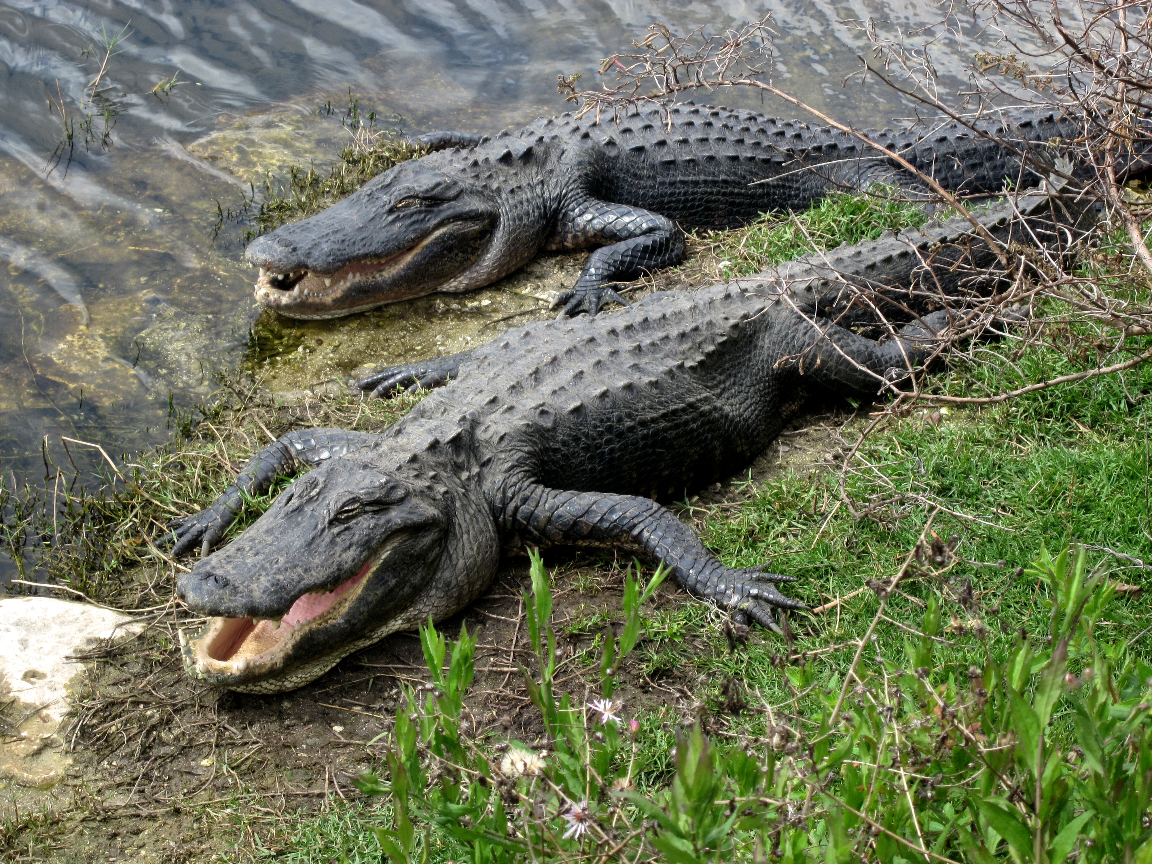 florida keys alligators | What Next?