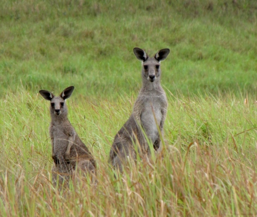 Kangaroos seen on a walk in Hunter Valley Australia