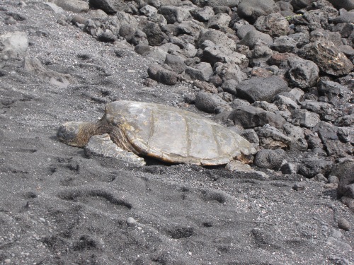 camouflaged turtle