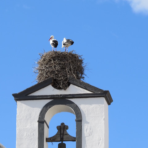 A Top Ten List About the White Storks of Portugal's Algarve | What ...