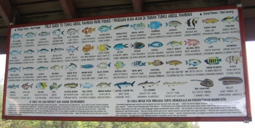 field guide to fish in a marine park in borneo